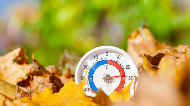Fotografija: Letošnja jesen bo topla. FOTO: Dmitry Naumov/shutterstock
