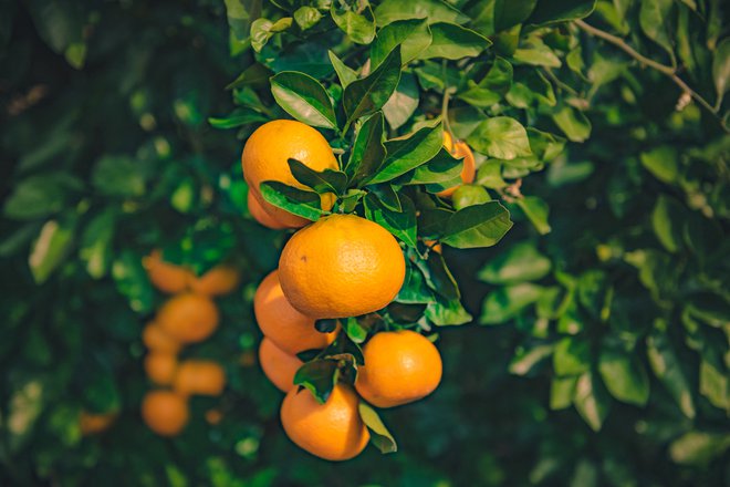Iz mandarininih olupkov pridelujejo tudi izredno uporabno eterično olje. FOTO: Snap Grapher/shutterstock
