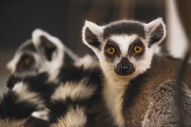 Lemurja iz Tropske hiše. FOTO: Svit Pintar

