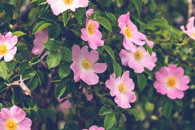 Težko se je upreti lepoti šipkovih cvetov, a jih namesto za šopek pustite raje na grmu. Naberite jih šele, ko postanejo zdravilni plodovi. Foto: Vlad Ispas/shutterstock
