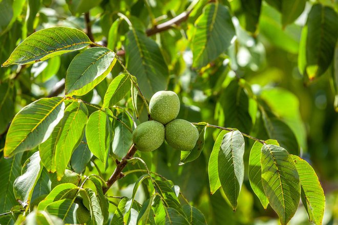 Navadni oreh je cenjen zaradi svojih okusnih plodov in lesa, a so tudi listi drevesa nadvse uporabni in zdravilni. Foto: Halilin/shutterstock

