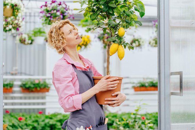 Če imate primeren prostor in voljo, se splača investirati v limonovec. Polepšal vam bo dom sveže obrane limone pa se ne morejo primerjati s kupljenimi. FOTO: Iryna Inshyna/Shutterstock
