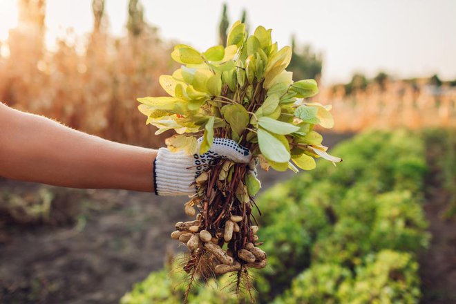 Arašidi spadajo med stročnice, njihovi priljubljeni plodovi pa rastejo pod zemljo. FOTO: Mariia Boiko/Shutterstock
