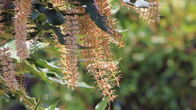 Iz eksotičnih cvetov makadamije zrastejo najdražji oreški na svetu. Foto: Deannatui/shutterstock
