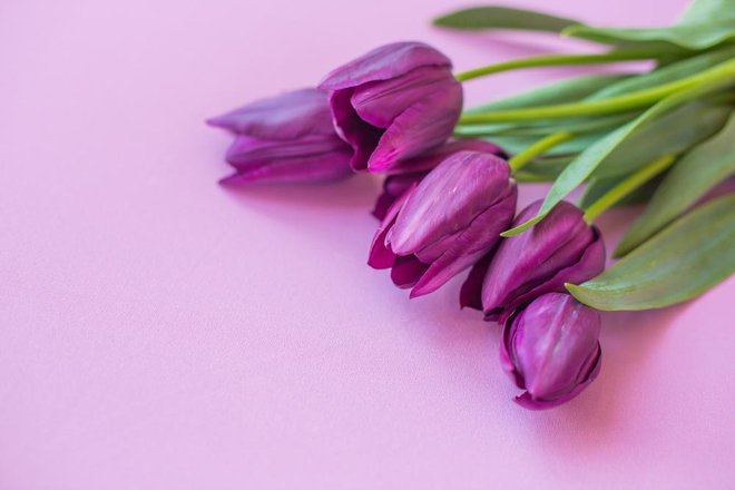 Vijolične tulipane so nekdaj podarjali v znak večne ljubezni. Foto: Anastasia Buinovska/shutterstock
