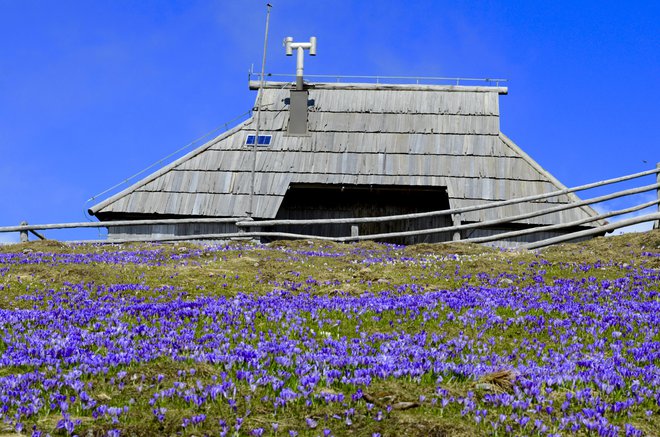 Na pomlad bodo zdajšnje snežne zaplate zamenjale vijolične preproge cvetočih žafranov. Foto: Tomazp Photography

