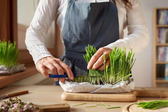 Ječmenovo travo lahko gojite tudi sami doma in si v sokovniku stisnete dnevno sveži sok. Foto: Madeleine Steinbach/Shutterstock
