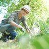 Sajenje marca: ta vrsta zelenjave prenese nizke temperature