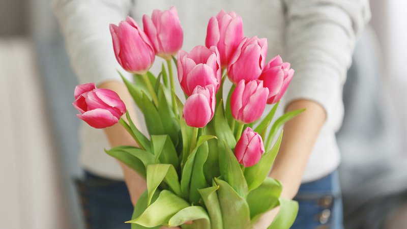 Fotografija: Malokdo ve, da imajo rožnati tulipani precej erotičen pomen. Foto: Africa Studio/shutterstock