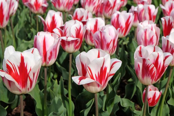 Črtasti tulipani so nekaj posebnega, podarite jih osebi, ki ima lepe oči. Foto: Alex Manders/shutterstock