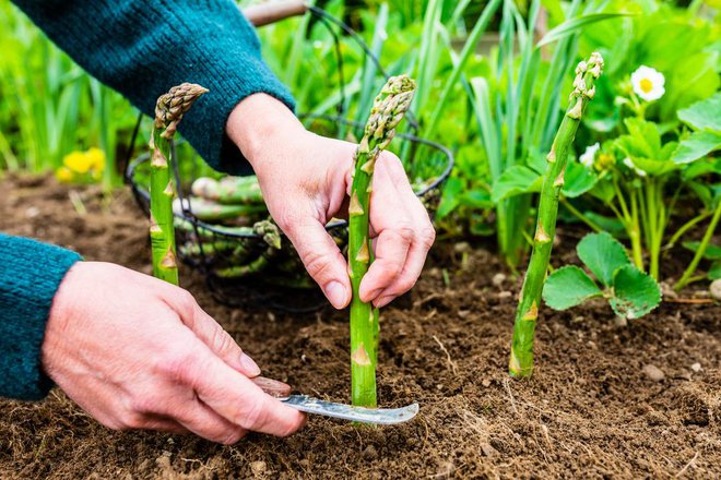 Šparglji so najbolj slastni in zdravi sveži. Če imate vrt, jih je najbolje gojiti doma, niso zahtevni za vzgojo. Foto: Imarzi/shutterstock