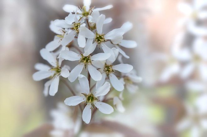 Prelepi beli cvetovi šmarne hrušice. Foto: Katniss Studio/shutterstock
