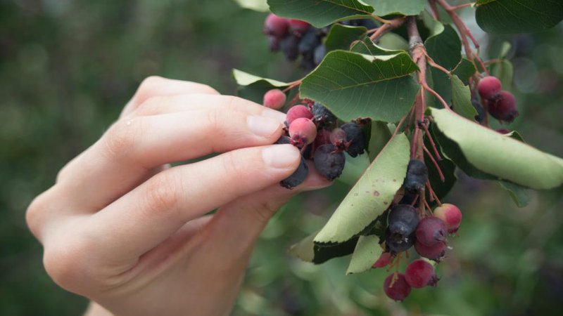 Fotografija: Šmarna hrušico lahko uživate presno, okus spominja na borovnice, maline, češplje, jabolka ali celo fige. Foto: Arkhawt/shutterstock