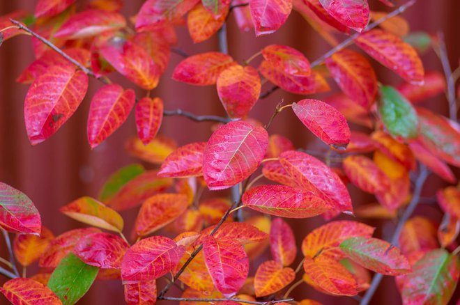 Ker je šmarna hrušica še posebej čudovita jeseni, jo nekateri sadijo kot živo mejo. Foto: Iva Vagnerova/shutterstock