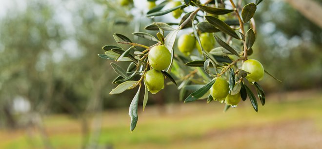 90 odstotkov oliv se predela v olivno olje. Foto: Joannatkaczuk/Shutterstock