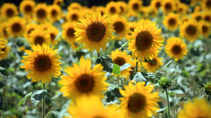 Fotografija: Sončnice so bogate z vitaminom E in selenom. Foto: Blaž Samec/Delo