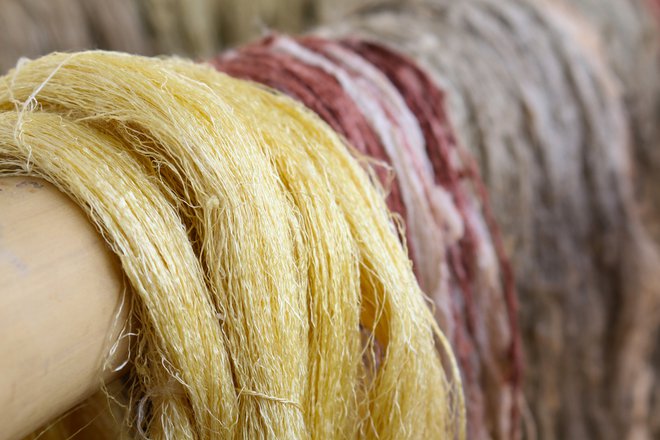 Divja eri svila se od gojene razlikuje po nepravilnostih. Foto: Shutterstock