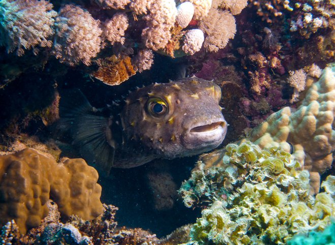 Napihovalka v varnem zavetju raznovrstnih koral. Foto: Urban Modic