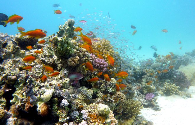 Vzdolž jugovzhodne obale Sinajskega polotoka je še vedno na stotine kilometrov zdravih in živih koralnih grebenov. Foto: Urban Modic