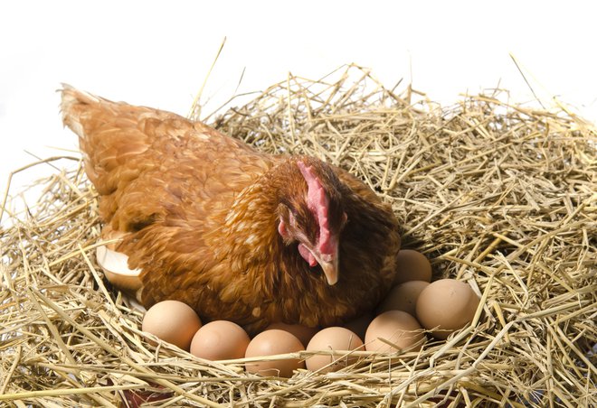 Ekološka pridelava je do kokoši najbolj prijazna, posledično pa si lahko pod to označbo obetamo tudi najbolj hranljiva jajca. Foto: Shutterstock