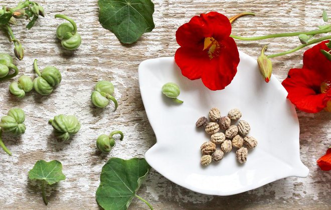 Posušena semena kapucinke lahko zmeljete v nadomestek popra, zelena semena pa lahko vložite podobno kot kapre. Foto: Shutterstock