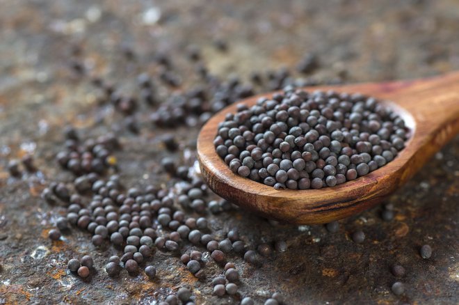 Semena črne gorčice so najbolj močnega okusa. Iz njih stiskajo tudi olje. Foto: Shutterstock