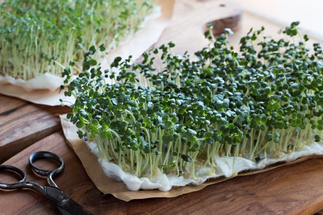 Gorčične kalčke z lahkoto vzgojimo sami doma. So odličen pekoči dodatek k jedem. Foto: Shutterstock