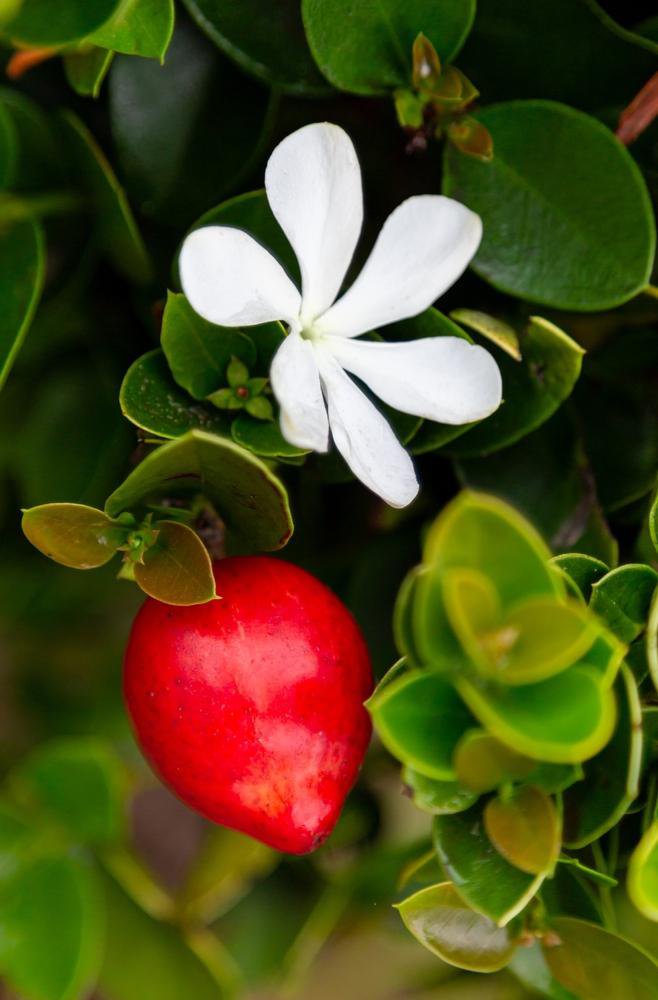 Num num (Carissa macrocarpa) vsebujejo precej vitamina C, kalcija, magnezija in fosforja. Vsi deli rastline, razen dozorelih plodov, so rahlo strupeni, cvetovi pa spominjajo na jasmin in tudi prijetno dišijo. Foto: Shutterstock