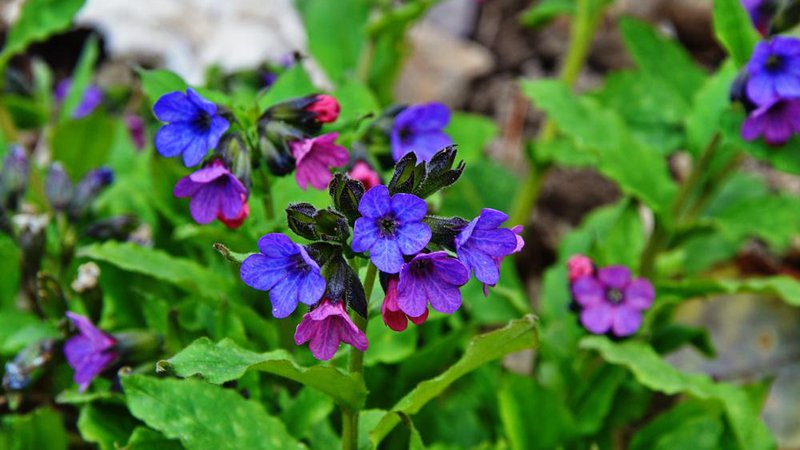 Fotografija: Pljučnik vsebuje veliko kremenčeve kisline, rudninskih snovi, smole in čreslovin. Foto: Shutterstock