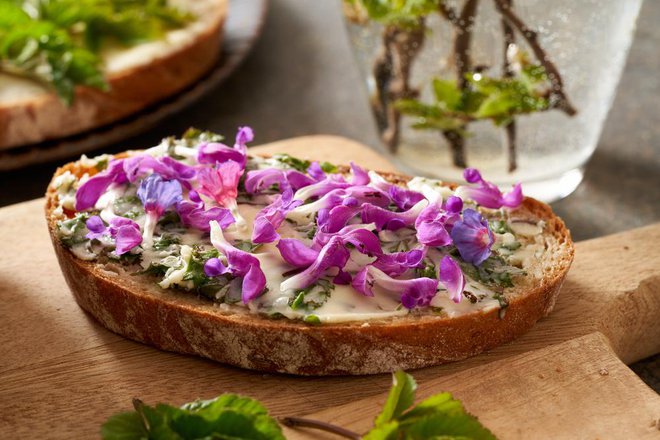Mlade liste in cvetove pljučnika lahko uživamo tudi surove, dodajamo jih lahko na solate, sendviče in druge jedi. Foto: Shutterstock
