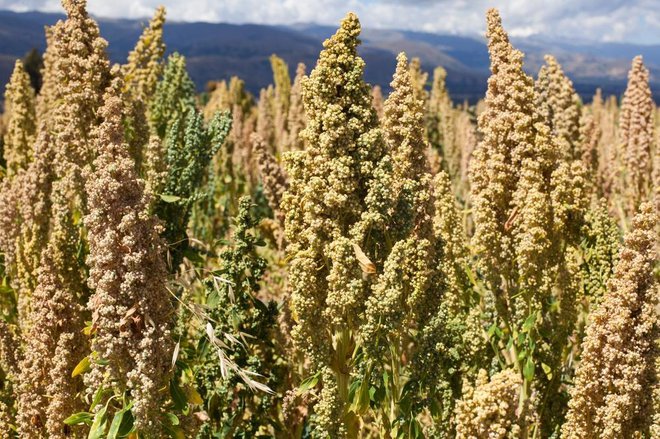 Rastlina kvinoje po videzu spominja na amarant, kar ni nič čudnega, glede na to, da sta v sorodu. Užitni so tudi listi kvinoje. Foto: Shutterstock
