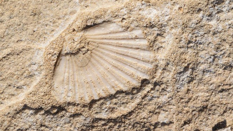 Fotografija: V steni nad Vačami so našli številne fosilne ostanke školjk in celo zobe morskih psov. Foto: Shutterstock