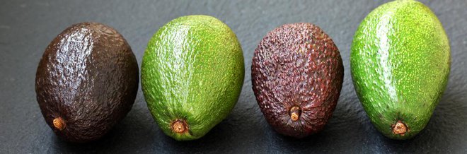 Obstaja vel kot sto sort avokada, pri nas boste našli večinoma samo dve: 'Hass' in 'Fuerte'. 'Hass' ima temno in tršo lupino, 'Fuerte' pa bolj gladko in zeleno. Foto: Shutterstock