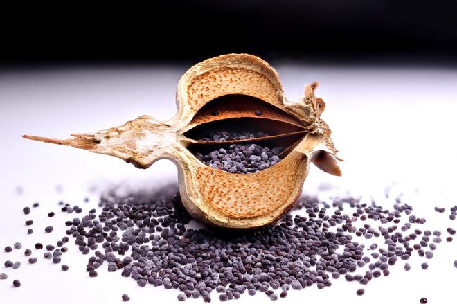 Ko plodovi maka dozorijo in se posušijo, so semena varna za uživanje, saj takrat ne vsebujejo več strupenih snovi. Foto: Shutterstock
