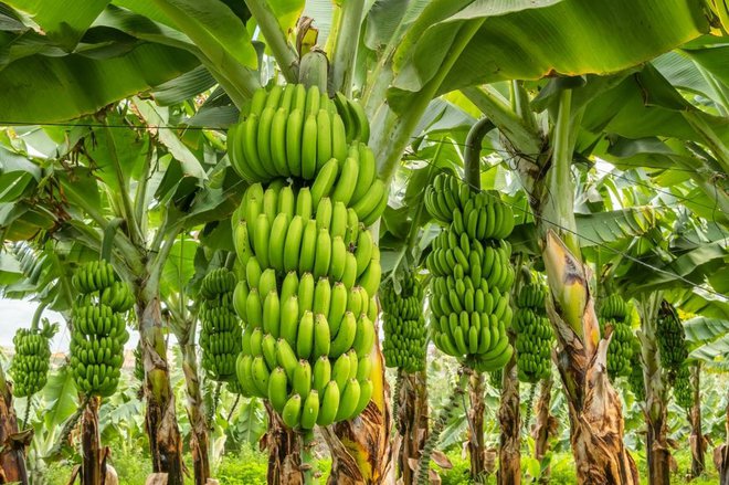 Nasadi banan obremenjujejo okolje, saj za njihovo pridelavo uporabljajo veliko pesticidov, gnojil in kemikalij. Foto: Shutterstock