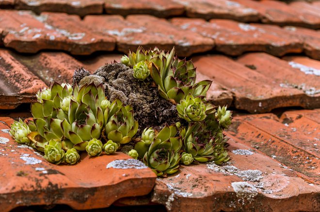 Netresk še danes pogosto najdemo na strehah starih hiš, saj so ga tja sadili, ker so verjeli, da varuje dom pred nadnaravnimi silami in požari. Foto: Shutterstock