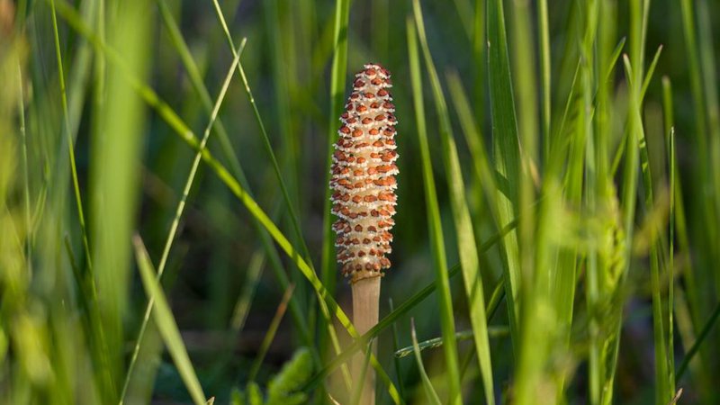 Fotografija: A spore-bearing shoot of the horsetail Equisetum arvense. Sporiferous spikelet of field horsetail in spring. Controversial cones of horsetail