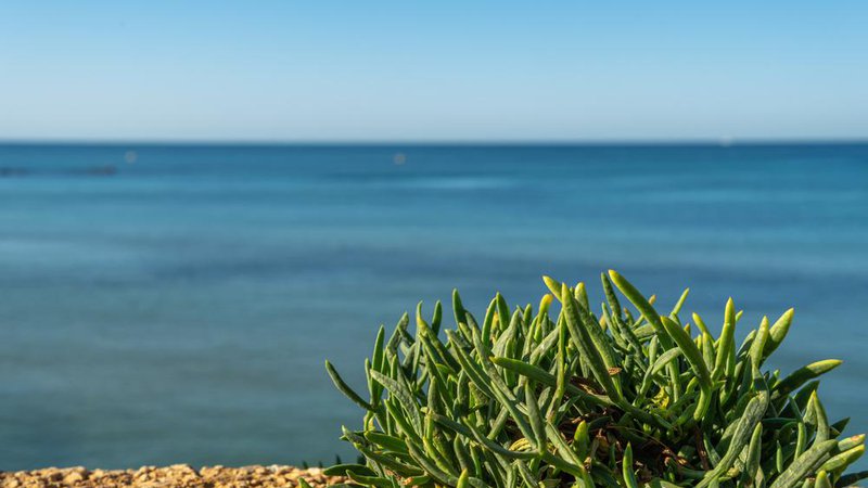 Fotografija: Morski koprc uspeva tik ob morju, raste v pesku, mivki pa tudi med flišnim apnencem. Foto: Shutterstock