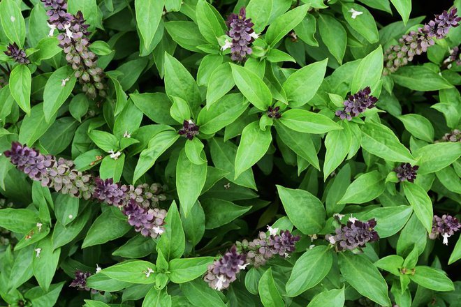 Tulsi ali sveta bazilika je še bolj zdrava kot navadna bazilika, vendar ima nekoliko grenkejši okus. Foto: Shutterstock