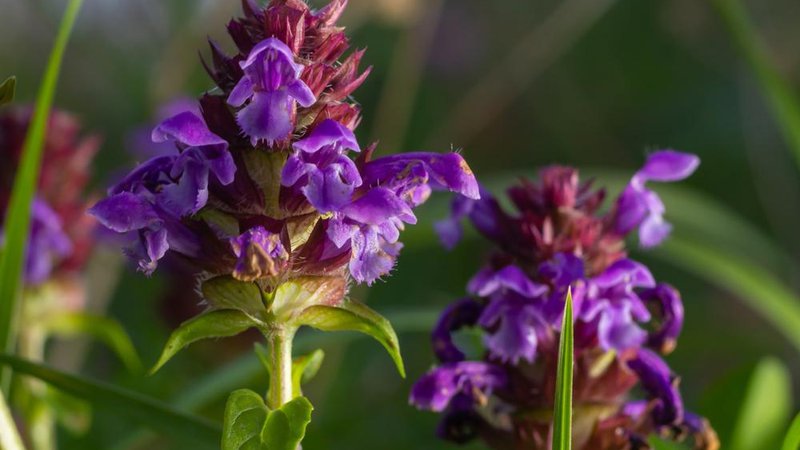 Fotografija: Raziskave so pokazale, da lahko črnoglavka pomaga premagati raka dojk. Foto: Shutterstock