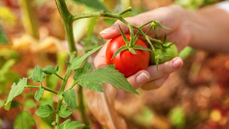 Fotografija: Meseca julija bodite pozorni na posebno bolezen para­dižnika. Foto: Julia Zavalishina/shutterstock