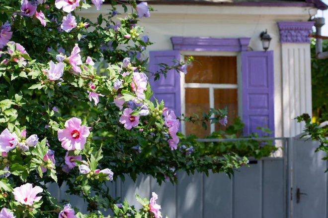 Večina ljudi vrtni hibiskus posadi namesto žive meje, a ne ve, da je izredno priročna in zdrava rastlina, ki jo lahko tudi jemo. Foto: Shutterstock