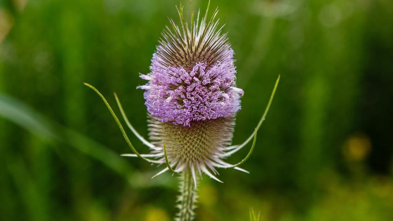 Fotografija: Divja ščetica (Dipsacus sylvestris) je zeliščarju Benetu Behriču, ki je več kot 20 let trpel za zastarano boreliozo, rešila življenje. Foto: Shutterstock