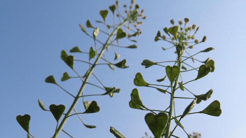 Fotografija: Plešec zlahka prepoznamo po njegovih srčastih plodovih, ki spominjajo na listke in zrastejo pod belim socvetjem vzdolž vitkega stebla. Foto: Shutterstock