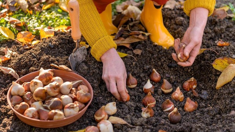 Fotografija: Ste že posadili tulipane, narcise, hijacinte in druge pomladanske znanilce? Jesen je čas, ko načrtujemo že pomladansko cvetje.