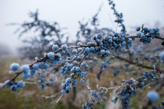 Drnulje dozorijo šele, ko nastopi mraz, zato jih prej ne nabiramo. Foto: Shutterstock