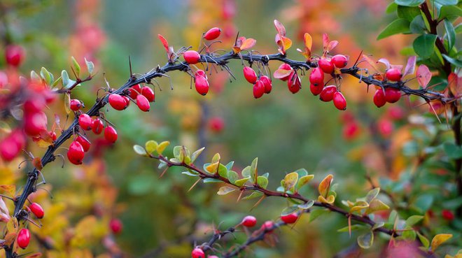 Drnulje čistijo črevesje in ustavljajo drisko. Foto: Shutterstock