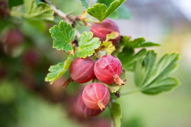 Kosmulje pospešujejo rast las in nastajanje zdravih kožnih celic. Foto: Shutterstock