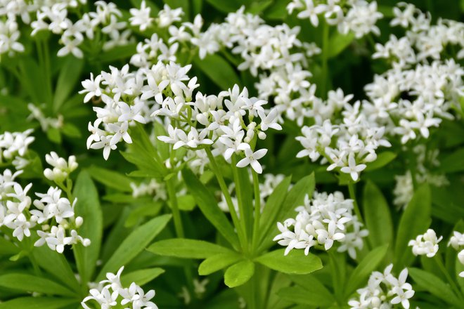 Dišeča lakota (Galium odoratum), ima, kot že ime razkriva, močno aromo, ki je posledica visoke vsebnosti kumarinov. Njeno uživanje je zato priporočljivo samo v malih odmerkih. Foto: Shutterstock