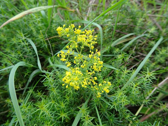 Ko zacveti, boste pravo lakoto (Galium verum) zlahka ločili od drugih, cveti namreč rumeno, medtem ko imajo ostale bele cvetove. Foto: Shutterstock